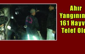 Ahır Yangınında 161 Hayvan Telef Oldu