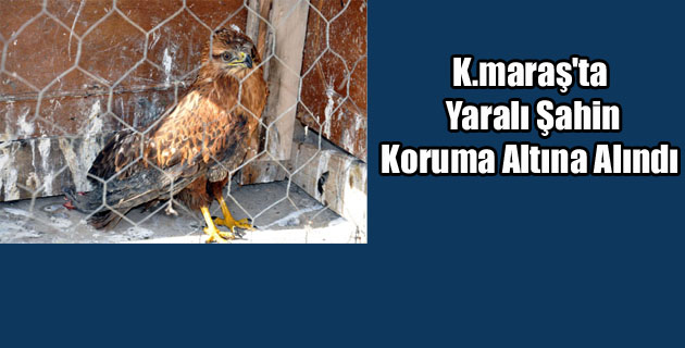 K.maraş’ta Yaralı Şahin Koruma Altına Alındı