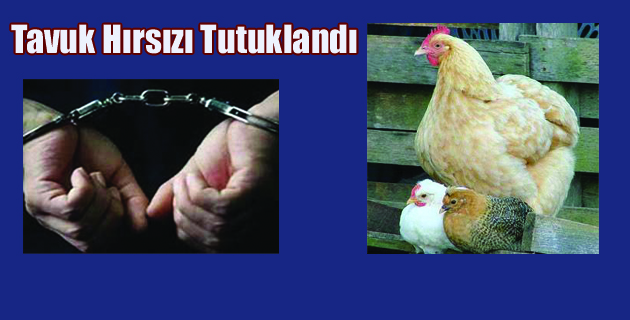 Tavuk Hırsızı  Tutuklandı