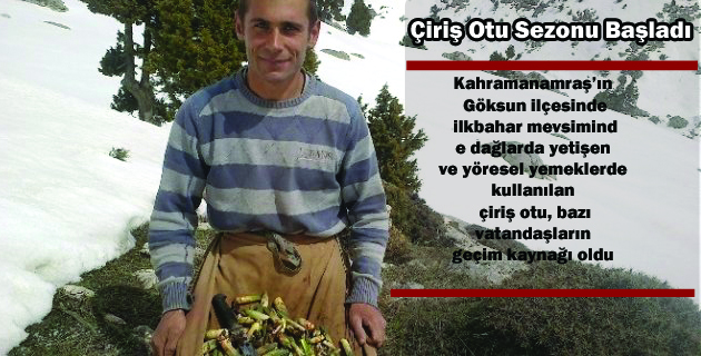 Çiriş Otu Sezonu Başladı