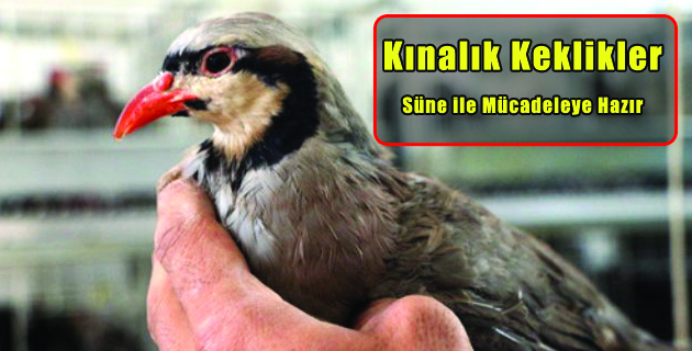 Kınalık Kelikler Süne ile Mücadeleye Hazır
