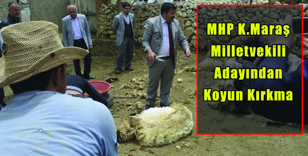 MHP K.Maraş Milletvekili Adayından Koyun Kırkma