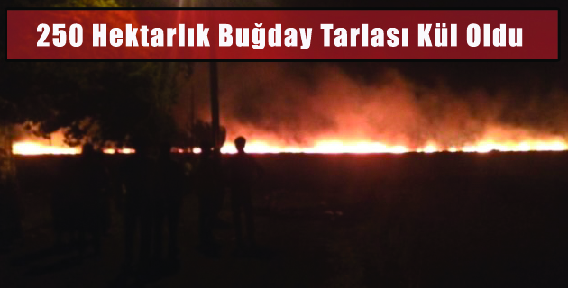 250 Hektarlık Buğday Tarlası Kül Oldu