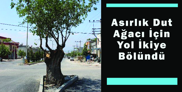 Asırlık Dut Ağacı İçin Yol İkiye Bölündü