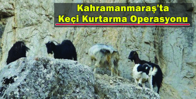 Kahramanmaraş’ta Keçi Kurtarma Operasyonu