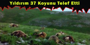 Yıldırım 37 Koyunu Telef Etti