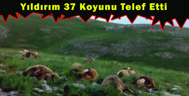 Yıldırım 37 Koyunu Telef Etti