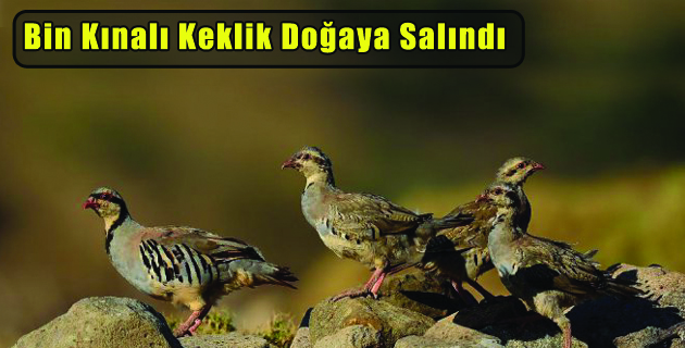 Kınalı Keklikler Doğaya Salındı