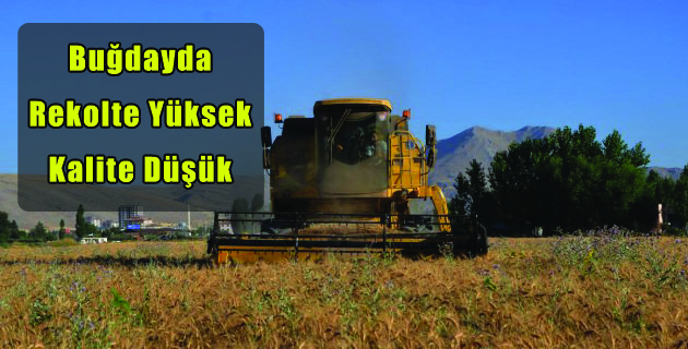 Buğdayda Rekolte Yüksek, Kalite Düşük