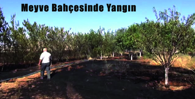 Meyve Bahçesinde Yangın