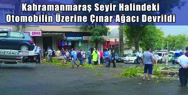 Otomobilin Üzerine Çınar Ağacı Devrildi
