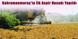 Kahramanmaraş’ta İlk Aspir Hasadı Yapıldı