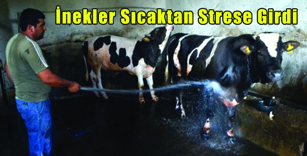 Sıcaktan Strese Giren İnekler