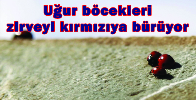 Uğur böcekleri zirveyi kırmızıya bürüyor