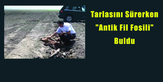 Tarlasını Sürerken “Antik Fil Fosili” Buldu