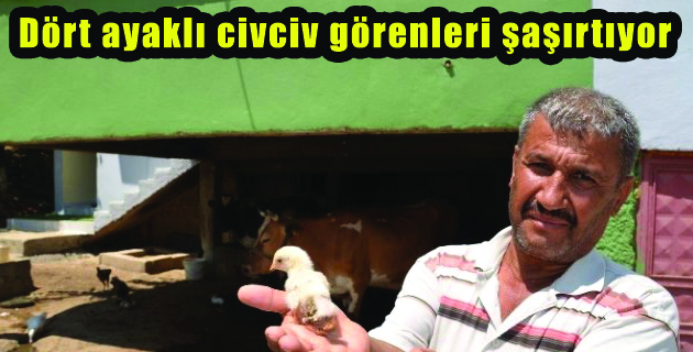 dört ayaklı civciv görenleri şaşırtıyor