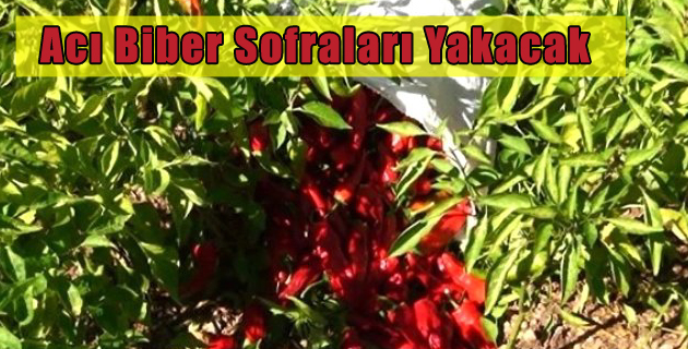 Acı Biber Sofraları Yakacak