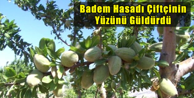 Badem Hasadı Çiftçinin Yüzünü Güldürdü
