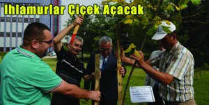 Ihlamurlar Çiçek Açacak