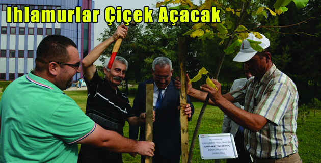 Ihlamurlar Çiçek Açacak