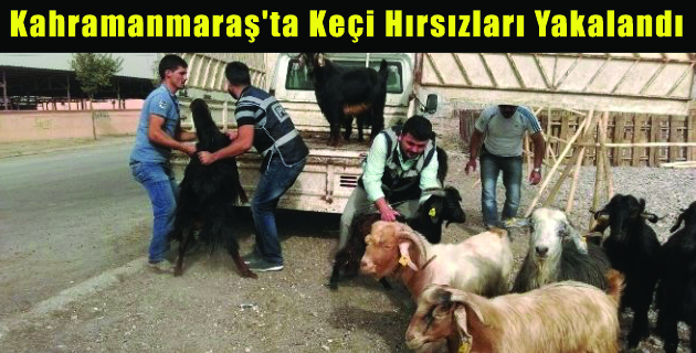 Kahramanmaraş’ta Keçi Hırsızları Yakalandı