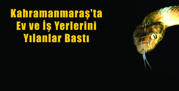 Kahramanmaraş’ta Ev ve İş Yerlerini Yılanlar Bastı