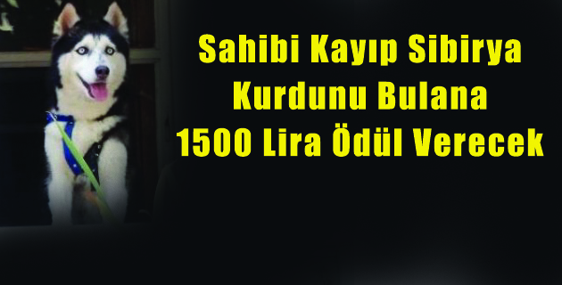 Sahibi Kayıp Sibirya Kurdunu Bulana 1500 Lira Ödül Verecek