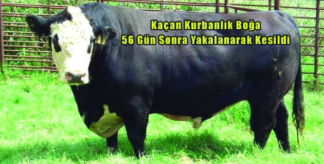 Kaçan Kurbanlık Boğa 56 Gün Sonra Yakalanarak Kesildi