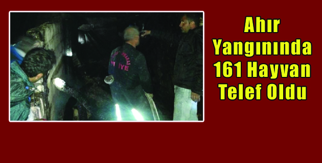 Ahır Yangınında 161 Hayvan Telef Oldu