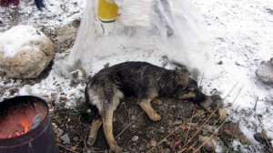 10393816_1038102872879910_9146117772573901096_n