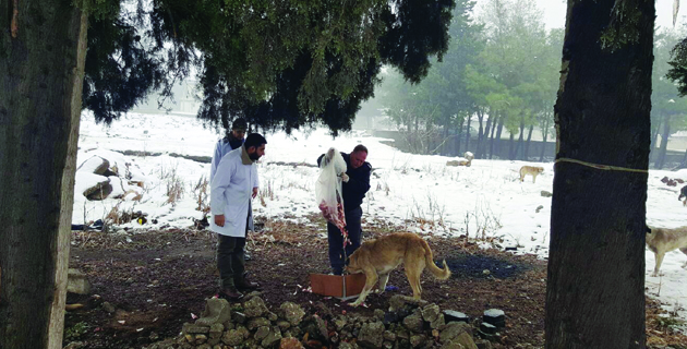 BÜYÜKŞEHİR SOKAK HAYVANLARINI DA UNUTMADI