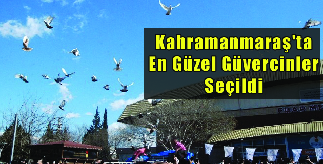 Kahramanmaraş’ta En Güzel Güvercinler Seçildi