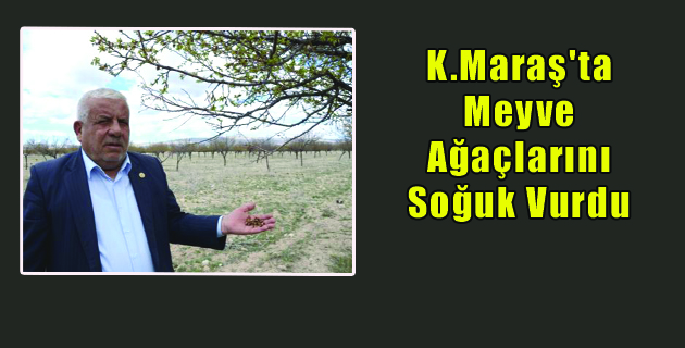 K.Maraş’ta Meyve Ağaçlarını Soğuk Vurdu