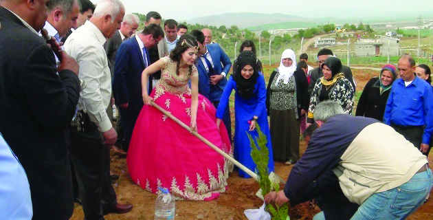K.Maraş’ta Yeni Evlenen Çift Davul Zurnayla Fidan Dikti