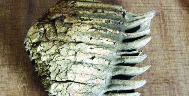 K.MARAŞ’TA MAMUT KEMİĞİ BULUNDU