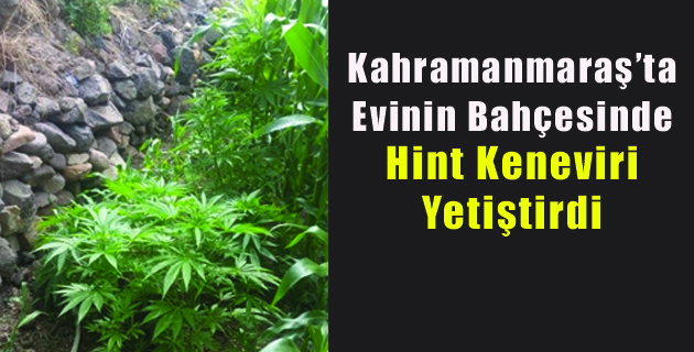 Kahramanmaraş’ta Evinin Bahçesinde Hint Keneviri Yetiştirdi