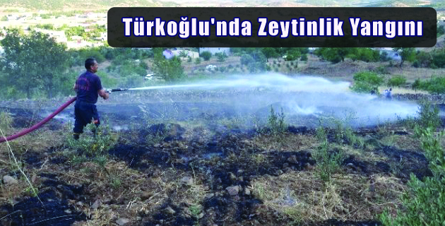 Türkoğlu’nda Zeytinlik Yangını