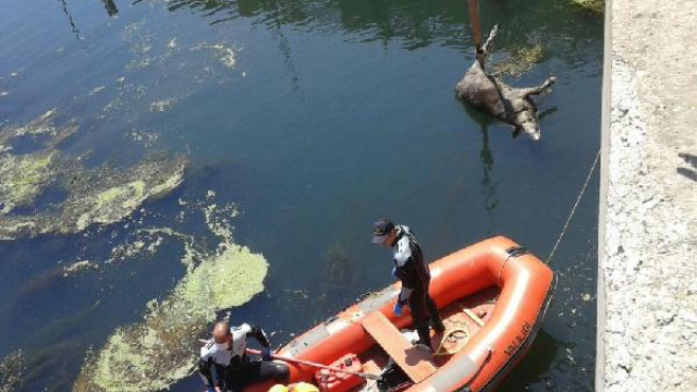 Ceyhan Nehri’nden 15 İnek Leşi Çıkarıldı
