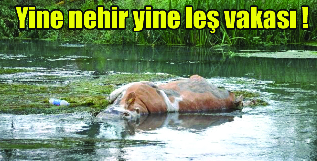 Ceyhan nehri’nde Yine hayvan leşi