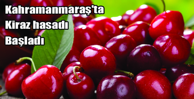Kahramanmaraş’ta Kiraz Hasadı Başladı