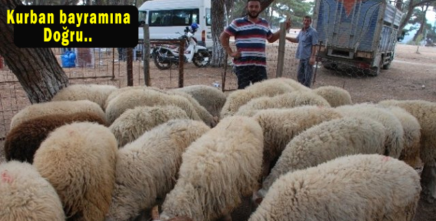 Kahramanmaraş’ta Kurban Bayramı’na Doğru