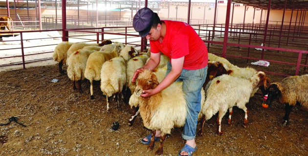 KURBANLIK ETLERİNDE DİKKAT EDİLECEK HUSUSLAR