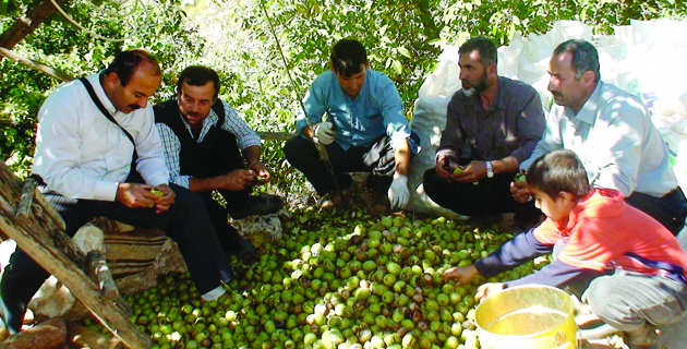 KAHRAMANMARAŞ’TA CEVİZ HASAT DÖNEMİ BAŞLADI