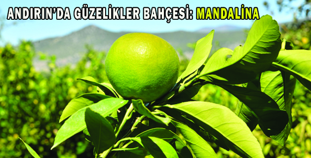 ANDIRIN’DA GÜZELİKLER BAHÇESİ MANDALİNA