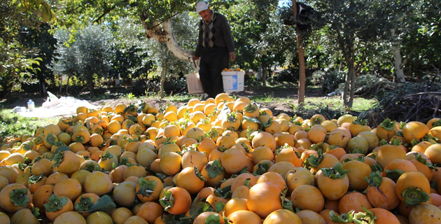 K.MARAŞ’TA HURMA HASADI BAŞLADI