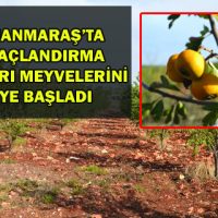 KAHRAMANMARAŞ’TA ÖZEL AĞAÇLANDIRMA ÇALIŞMALARI MEYVELERİNİ VERMEYE BAŞLADI
