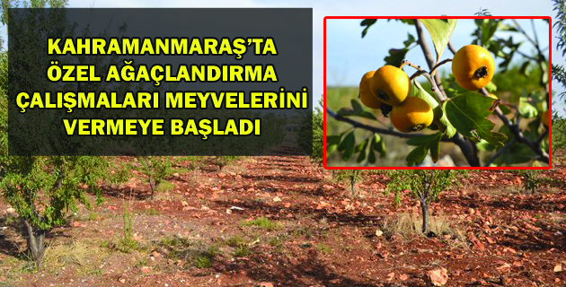 KAHRAMANMARAŞ’TA ÖZEL AĞAÇLANDIRMA ÇALIŞMALARI MEYVELERİNİ VERMEYE BAŞLADI