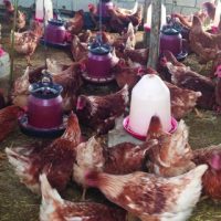 GENÇ ÇİFTÇİ PROJELERİ AMACINA ULAŞIYOR