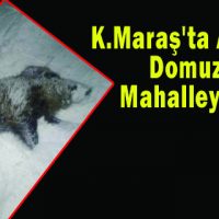 K.Maraş’ta Aç kalan domuzlar mahalleye indi