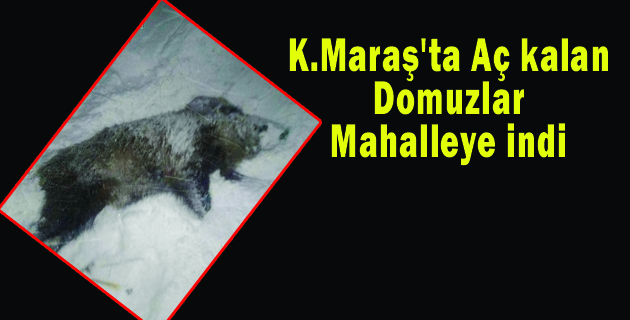 K.Maraş’ta Aç kalan domuzlar mahalleye indi
